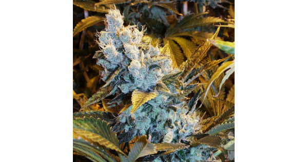 Himalaya 2025 blue diesel